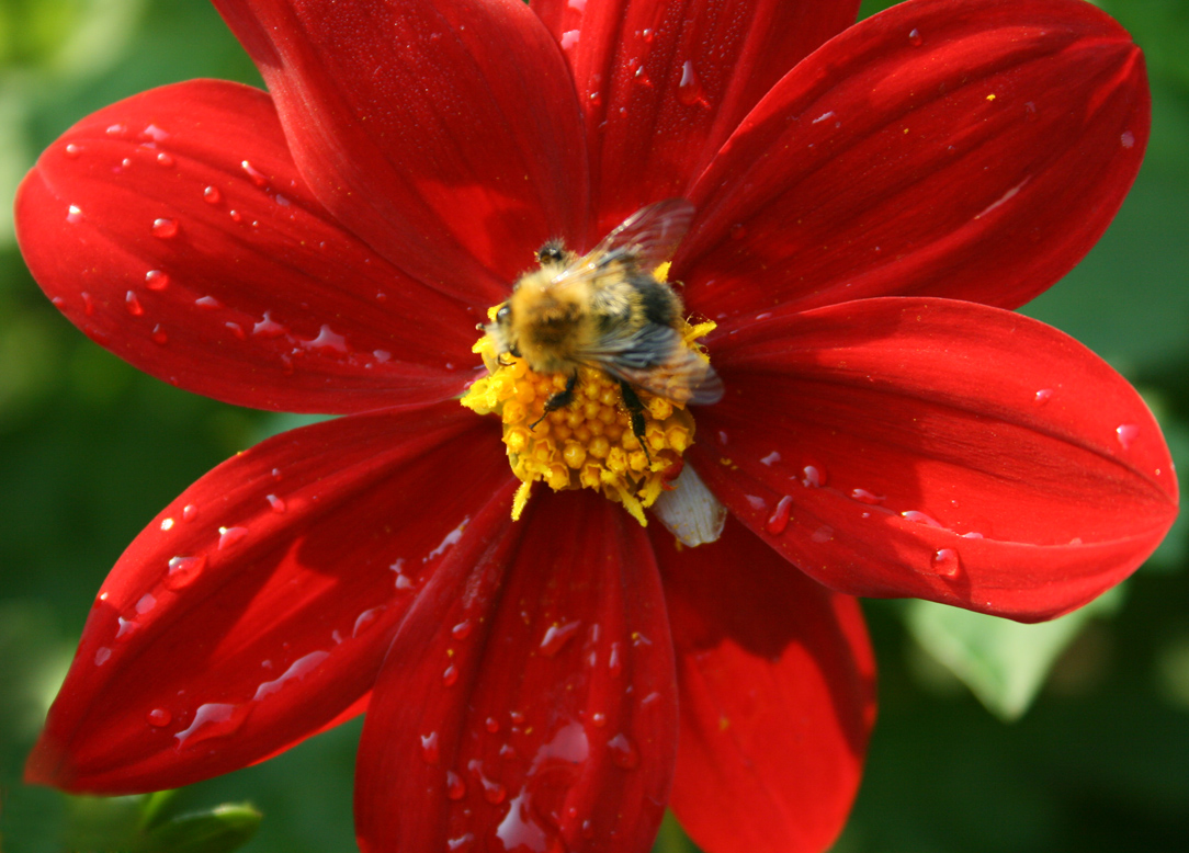 flower_24_by_saishu.jpg