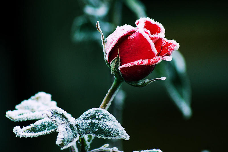 Frozen_2_by_splishsplashsplush.jpg