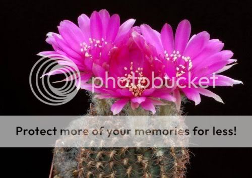 cactusflowers04vg6.jpg