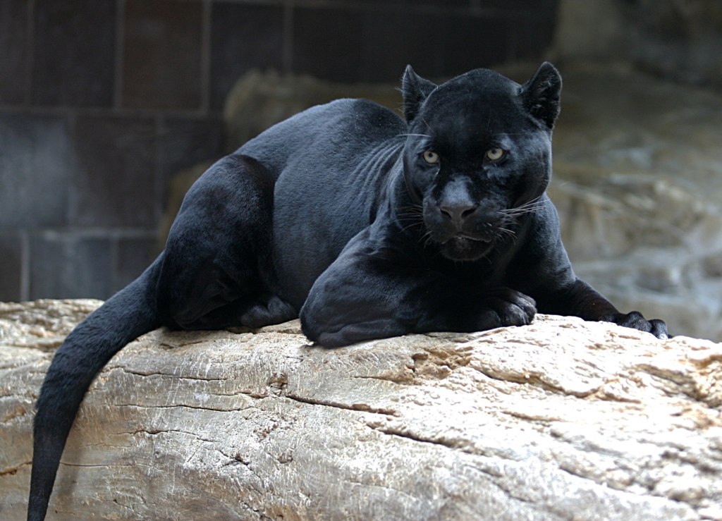 siyah_jaguar.jpg