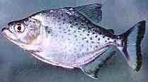 piranha2.jpg