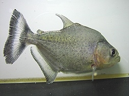 piranha3.jpg